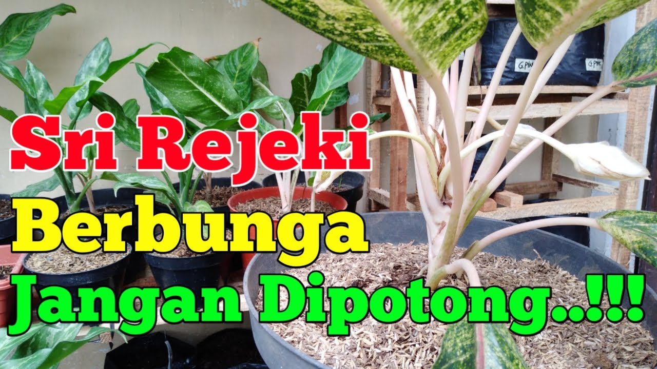 Detail Gambar Jenis Bunga Sri Rejeki Nomer 44