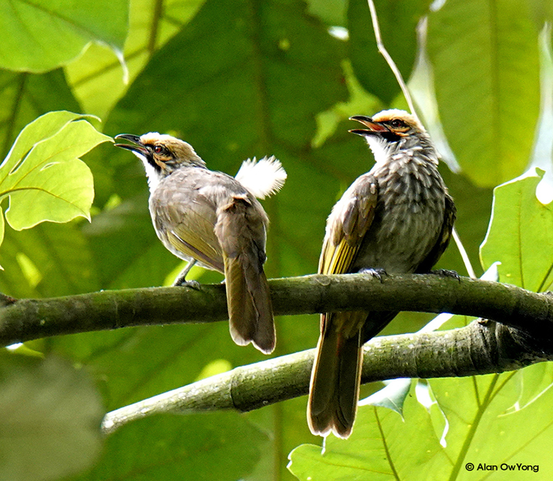 Detail Gambar Jenis Burung Nomer 41