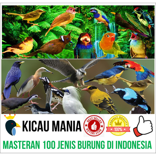 Detail Gambar Jenis Burung Kicau Nomer 22