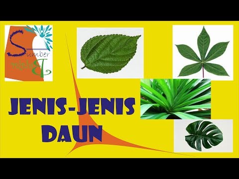 Detail Gambar Jenis Daun Nomer 45