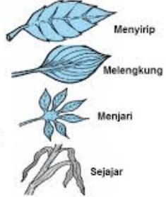 Detail Gambar Jenis Daun Nomer 9