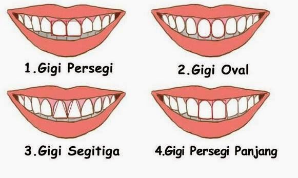 Detail Gambar Jenis Gigi Nomer 12