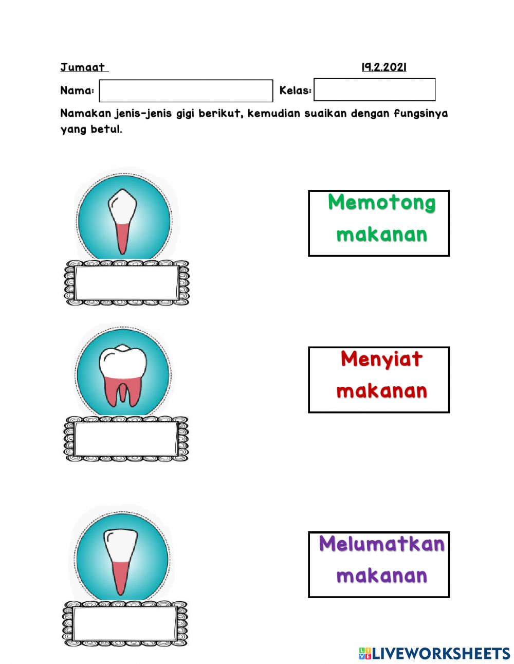 Detail Gambar Jenis Gigi Nomer 17