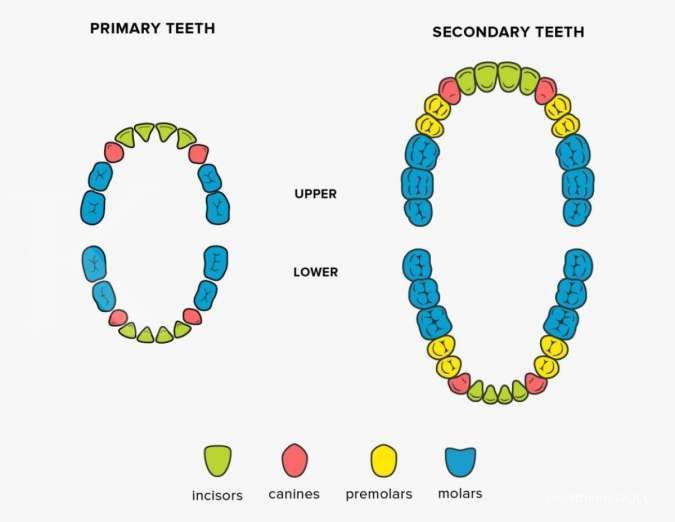 Detail Gambar Jenis Gigi Nomer 5