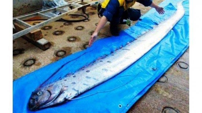 Detail Gambar Jenis Ikan Laut Nomer 41