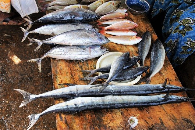 Detail Gambar Jenis Ikan Laut Nomer 44