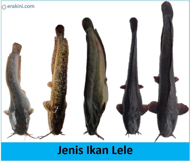 Gambar Jenis Ikan Lele - KibrisPDR