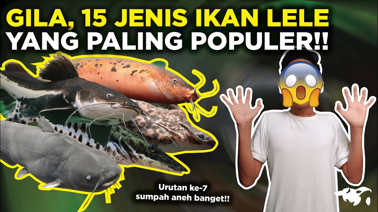 Detail Gambar Jenis Ikan Lele Nomer 33