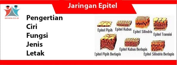 Detail Gambar Jenis Jaringan Epitel Nomer 56