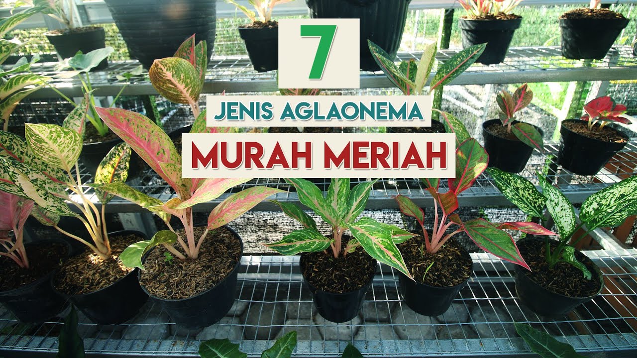 Detail Gambar Jenis Jenis Aglaonema Nomer 14