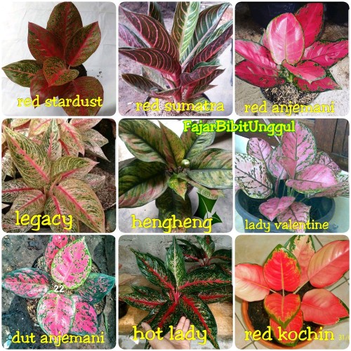 Detail Gambar Jenis Jenis Aglaonema Nomer 27