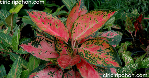 Detail Gambar Jenis Jenis Aglaonema Nomer 47