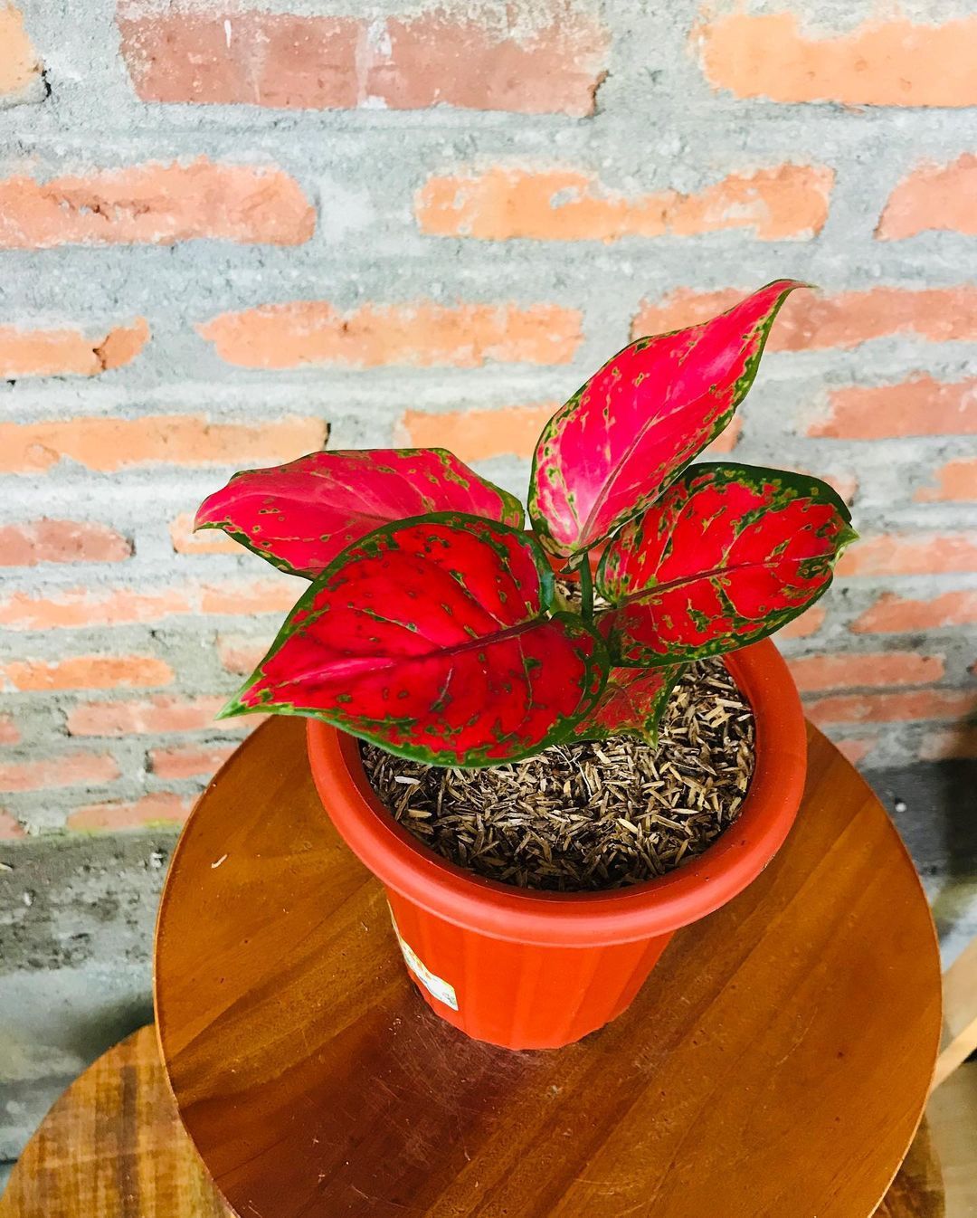 Detail Gambar Jenis Jenis Aglaonema Nomer 52