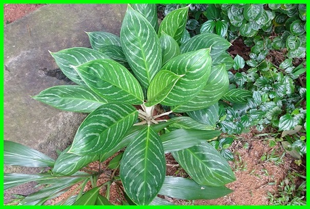 Detail Gambar Jenis Jenis Aglaonema Nomer 55