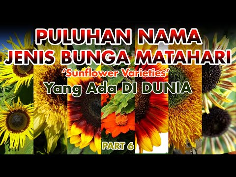 Detail Gambar Jenis Jenis Bunga Matahari Nomer 47