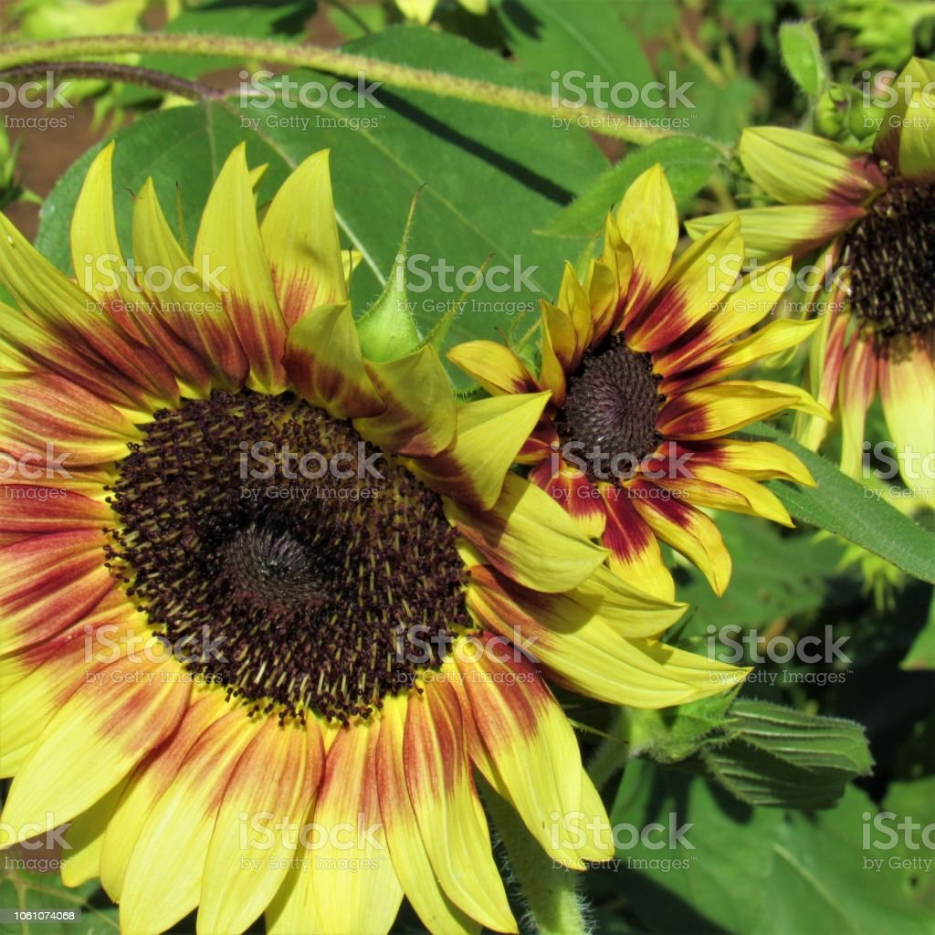 Detail Gambar Jenis Jenis Bunga Matahari Nomer 58