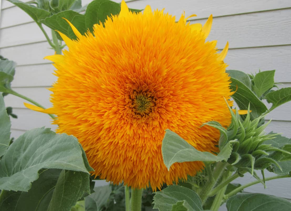 Detail Gambar Jenis Jenis Bunga Matahari Nomer 8