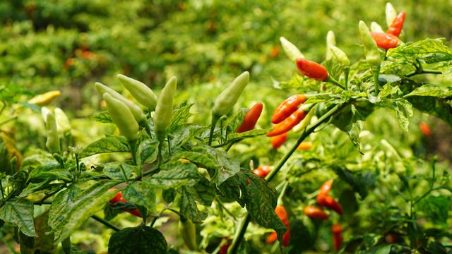 Detail Gambar Jenis Jenis Cabe Di Indonesia Nomer 49