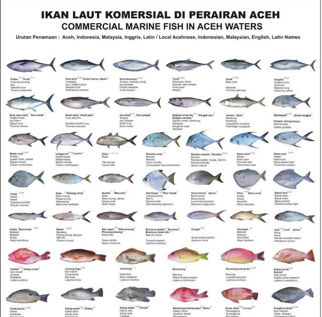 Detail Gambar Jenis Jenis Ikan Nomer 2