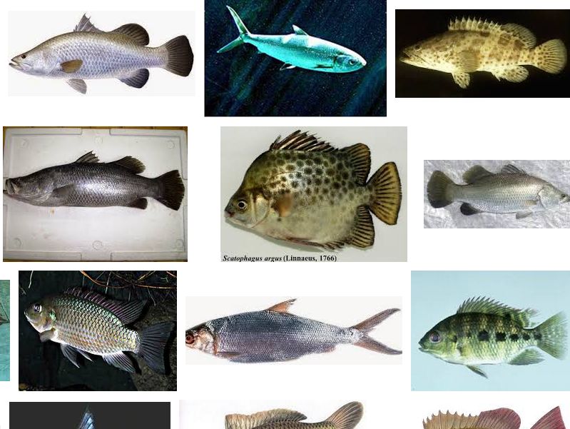 Detail Gambar Jenis Jenis Ikan Nomer 11