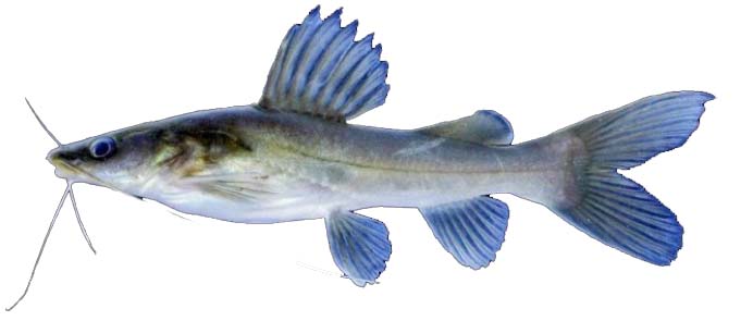 Detail Gambar Jenis Jenis Ikan Nomer 21
