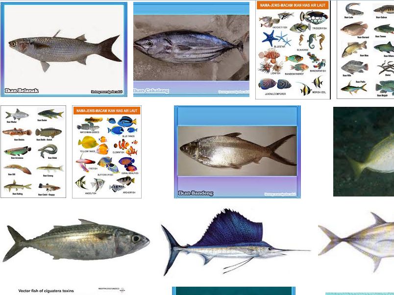 Detail Gambar Jenis Jenis Ikan Nomer 36
