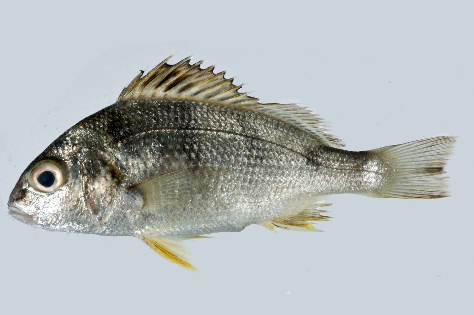 Detail Gambar Jenis Jenis Ikan Nomer 44