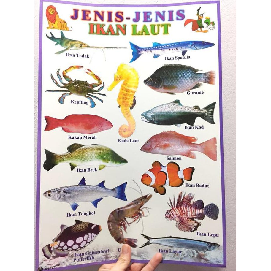 Detail Gambar Jenis Jenis Ikan Nomer 6