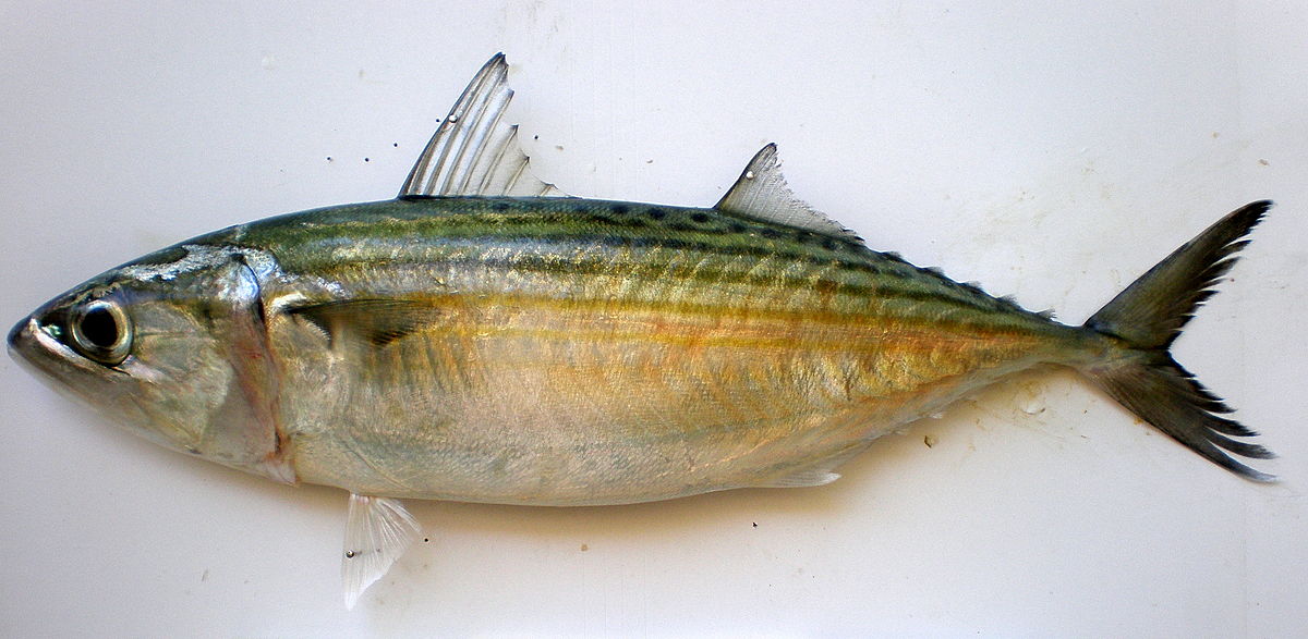 Detail Gambar Jenis Jenis Ikan Nomer 53