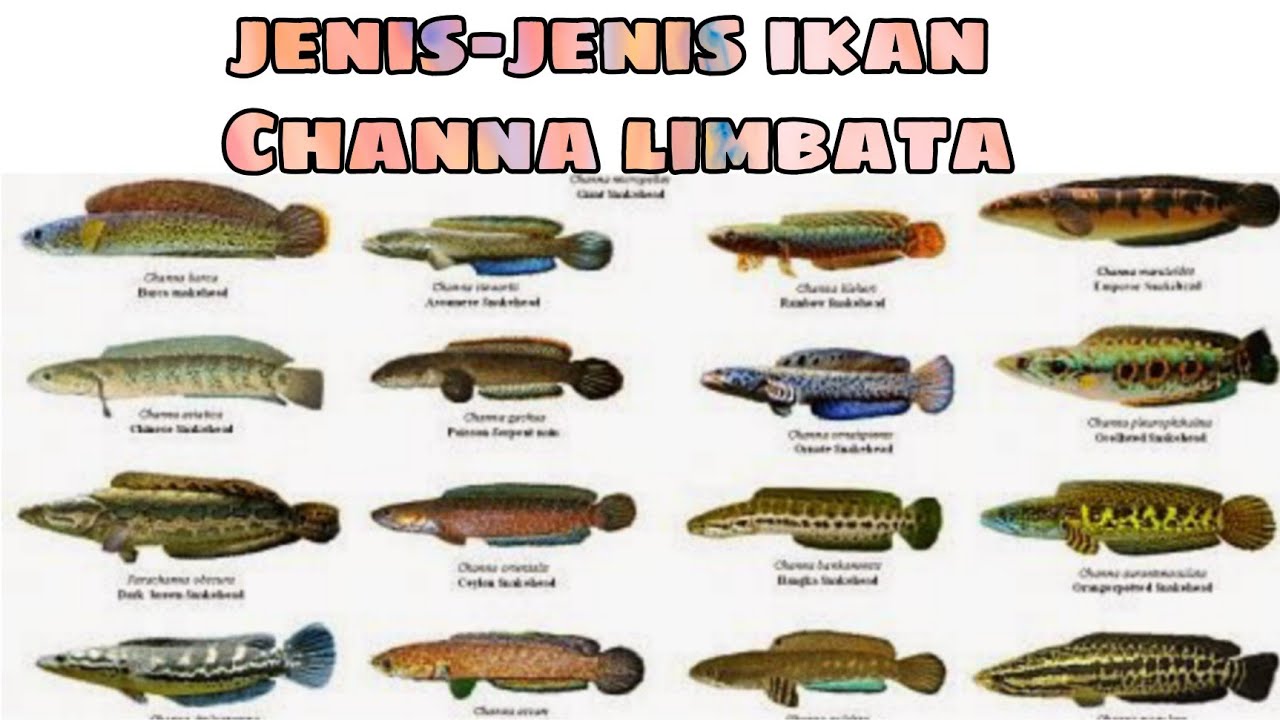 Detail Gambar Jenis Jenis Ikan Nomer 7