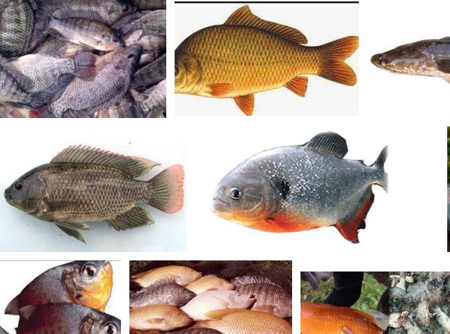 Detail Gambar Jenis Jenis Ikan Air Tawar Nomer 8