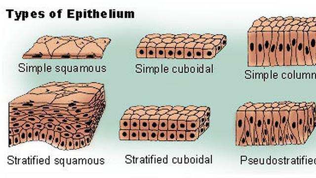 Gambar Jenis Jenis Jaringan Epitelium - KibrisPDR