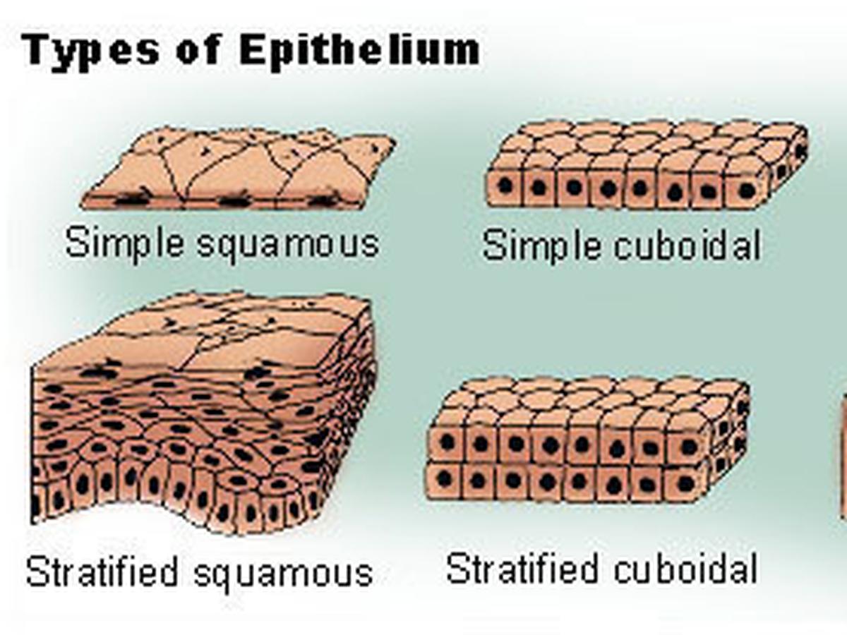 Detail Gambar Jenis Jenis Jaringan Epitelium Nomer 17