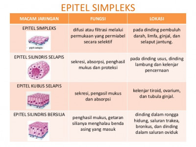 Detail Gambar Jenis Jenis Jaringan Epitelium Nomer 22