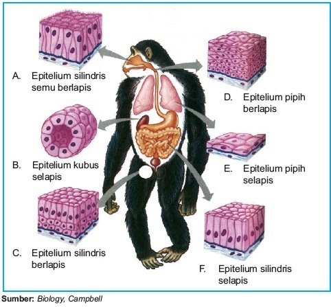 Detail Gambar Jenis Jenis Jaringan Epitelium Nomer 26