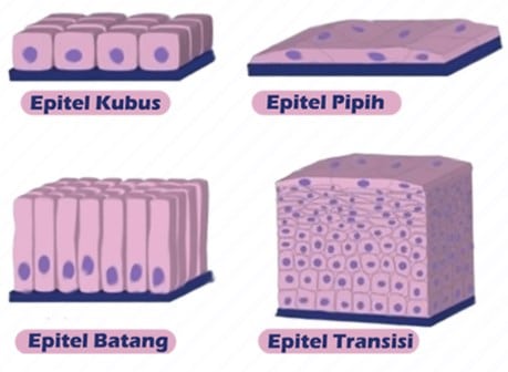 Detail Gambar Jenis Jenis Jaringan Epitelium Nomer 30