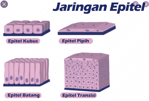 Detail Gambar Jenis Jenis Jaringan Epitelium Nomer 32