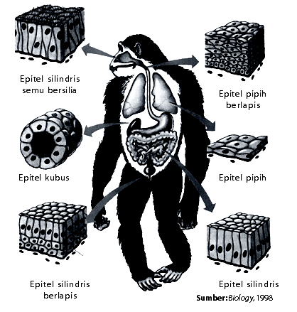 Detail Gambar Jenis Jenis Jaringan Epitelium Nomer 37