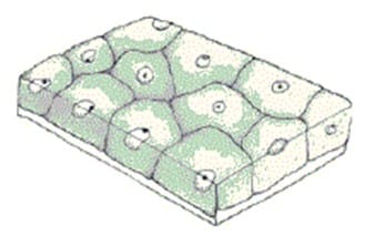 Detail Gambar Jenis Jenis Jaringan Epitelium Nomer 42