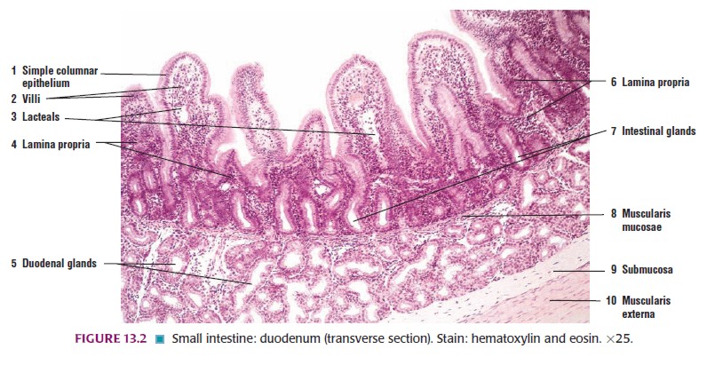 Detail Gambar Jenis Jenis Jaringan Epitelium Nomer 49