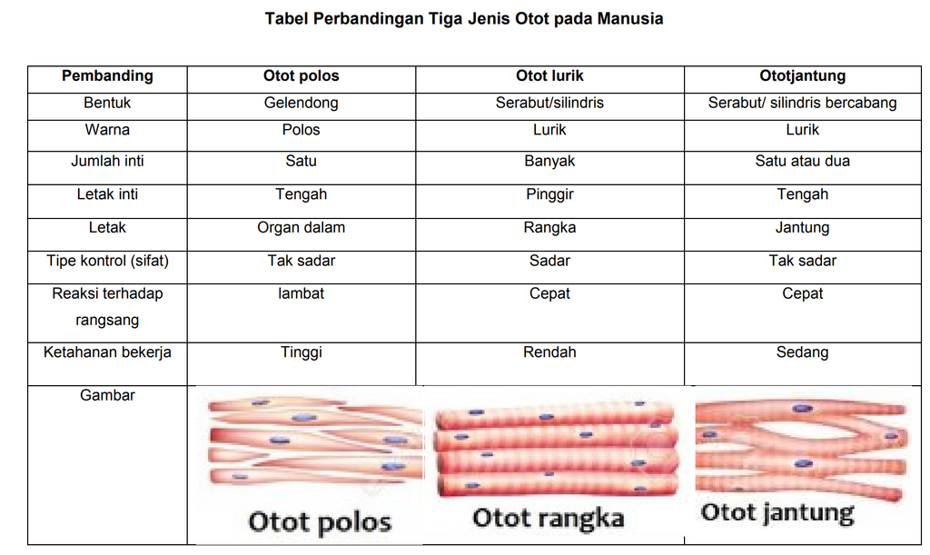 Detail Gambar Jenis Jenis Otot Nomer 22