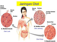 Detail Gambar Jenis Jenis Otot Nomer 34