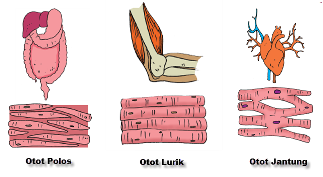 Detail Gambar Jenis Jenis Otot Nomer 6