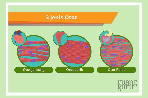 Detail Gambar Jenis Jenis Otot Nomer 49