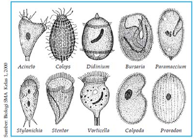Detail Gambar Jenis Jenis Protozoa Nomer 14
