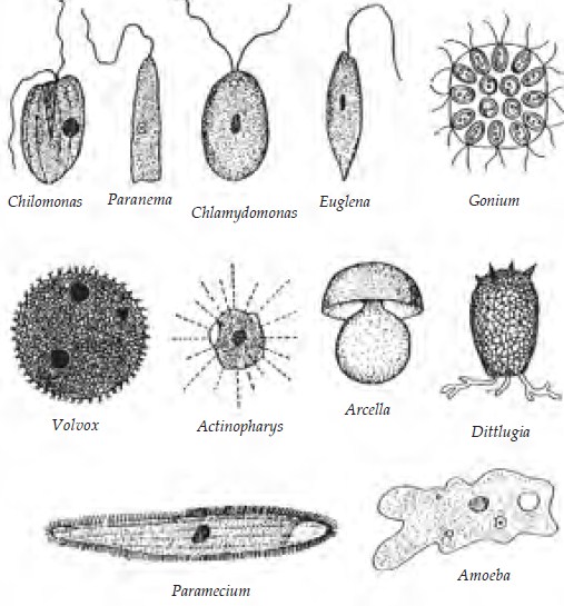 Detail Gambar Jenis Jenis Protozoa Nomer 4