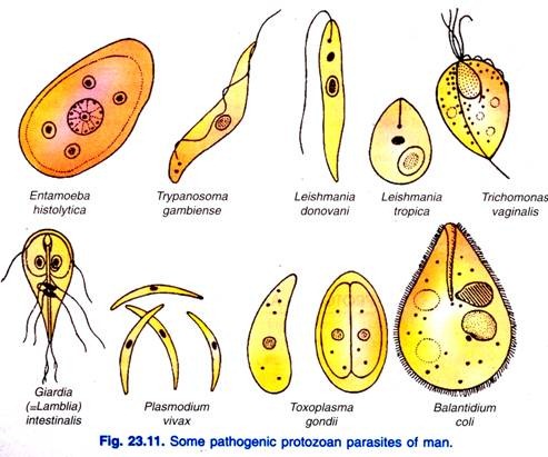 Detail Gambar Jenis Jenis Protozoa Nomer 34