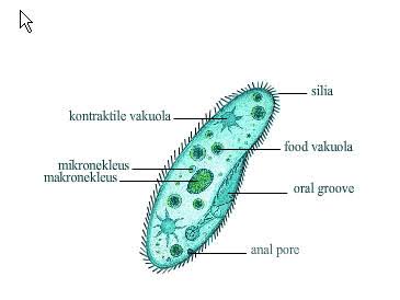 Detail Gambar Jenis Jenis Protozoa Nomer 38