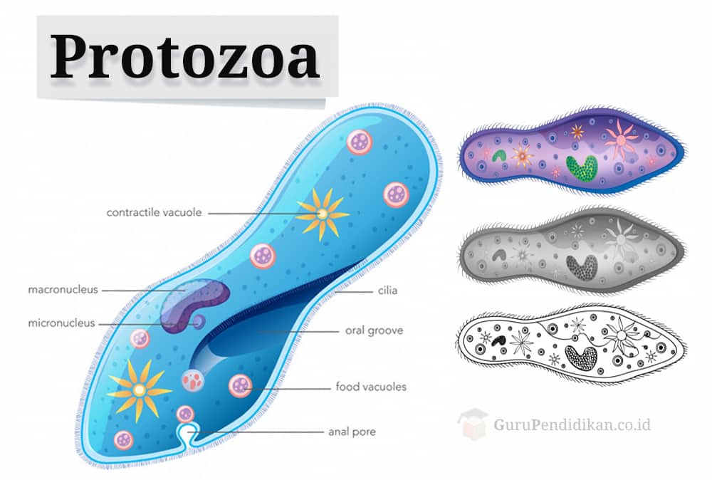 Detail Gambar Jenis Jenis Protozoa Nomer 8