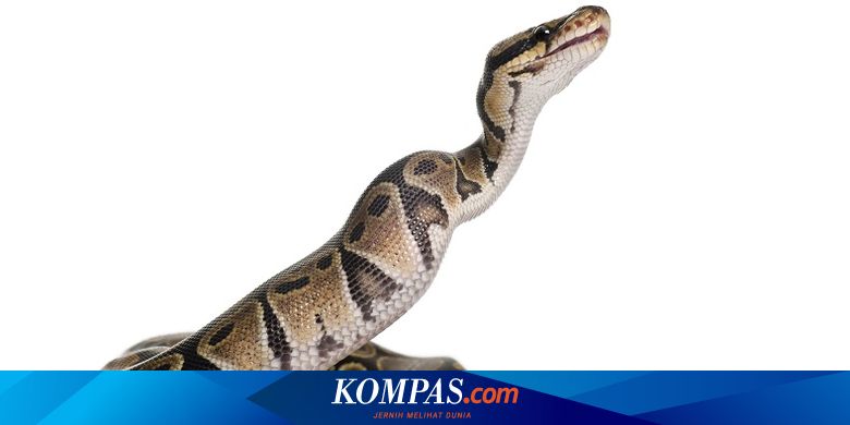 Detail Gambar Jenis Jenis Ular Besar Di Asia Nomer 46